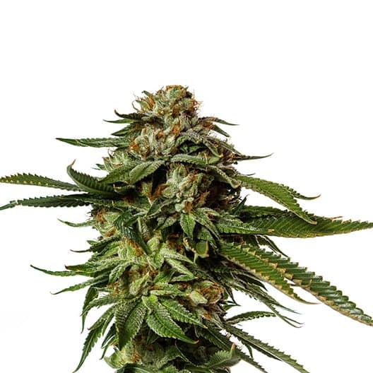 Aurora Borealis Seeds