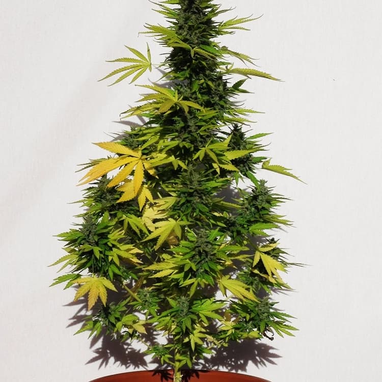 Banana OG Seeds