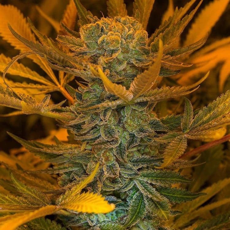 Big Devil Auto Seeds