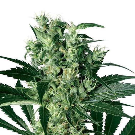 Black Bubba Auto Seeds