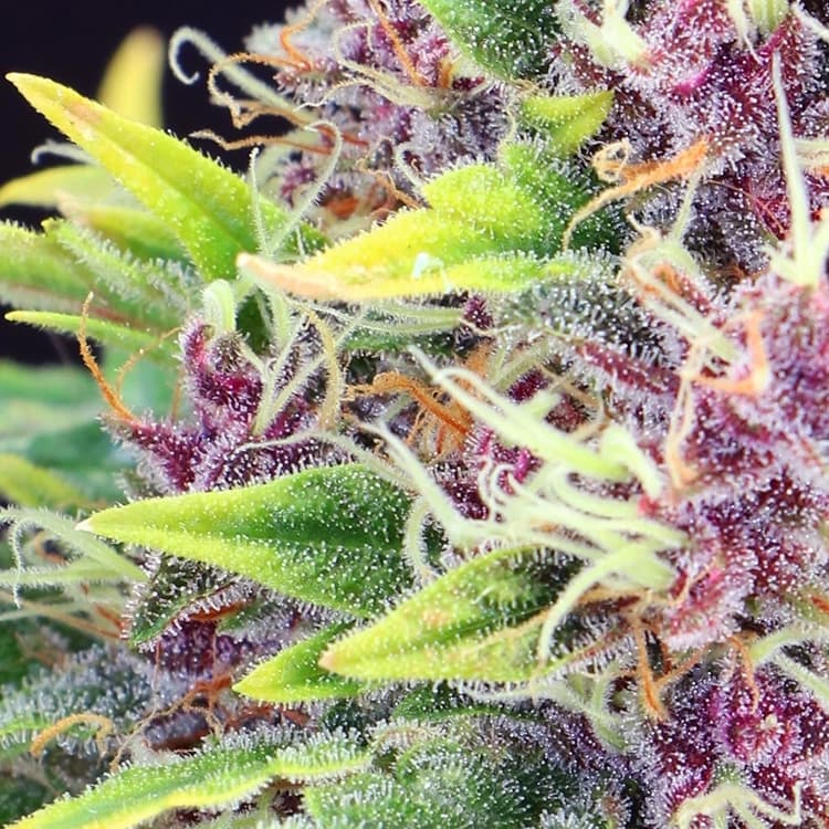 Black Jack Auto Seeds