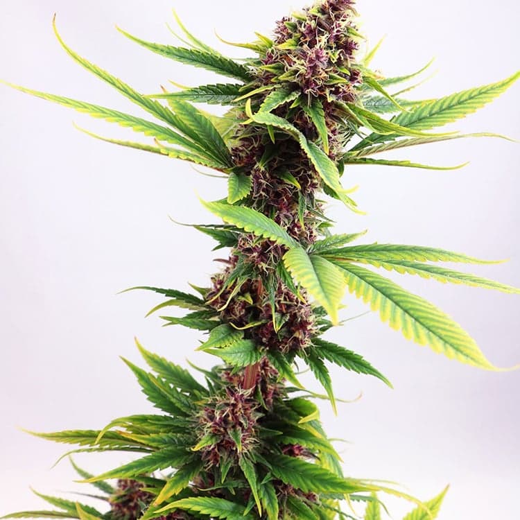 Blue Amnesia Auto Seeds
