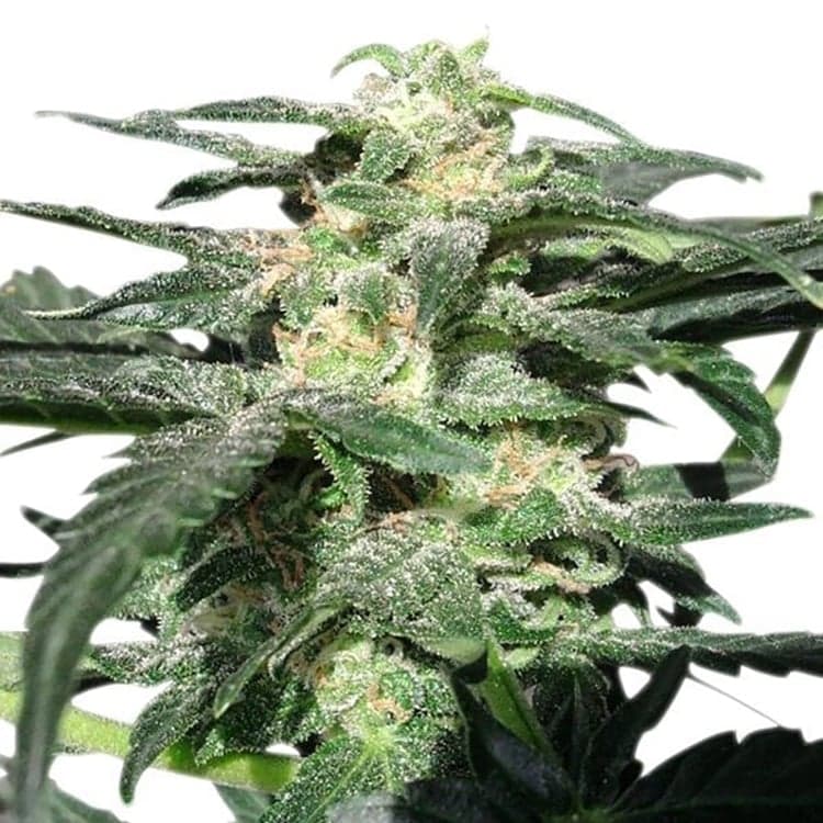Blue Cheese Auto Seeds