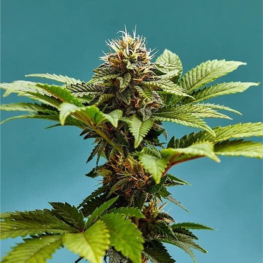 Blue Gushers Seeds
