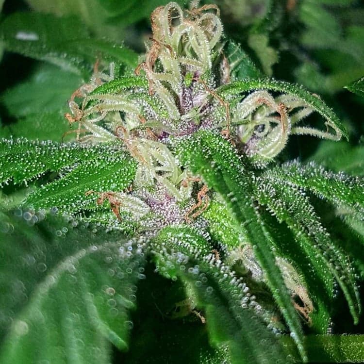 Blueberry Headband Auto Seeds