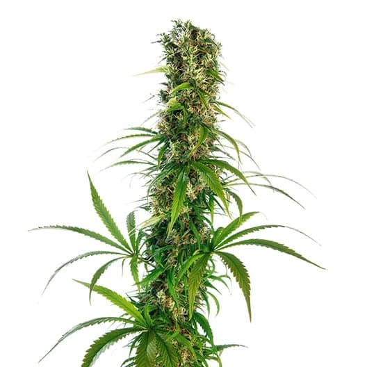 Buckeye Purple Seeds