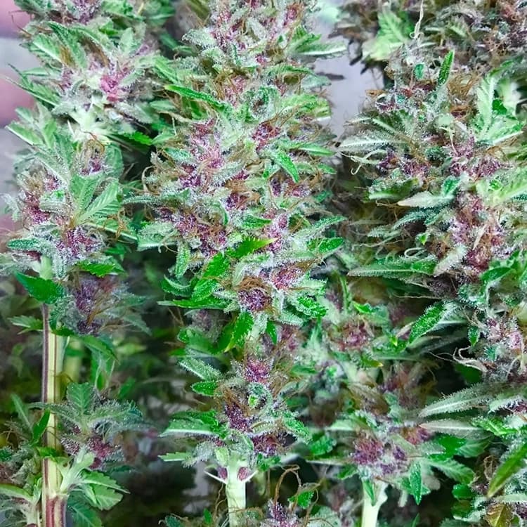 California Orange Auto Seeds