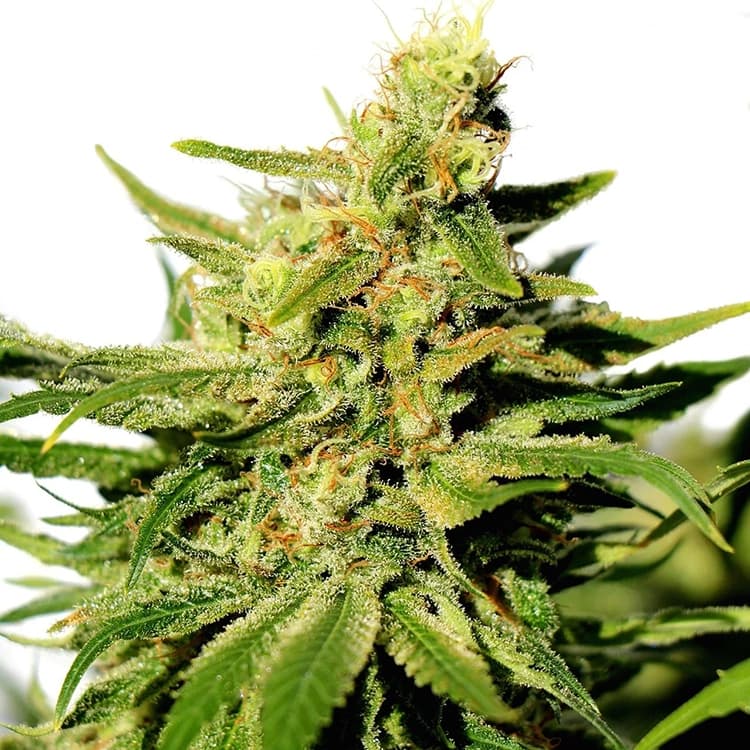 Cannatonic Seeds