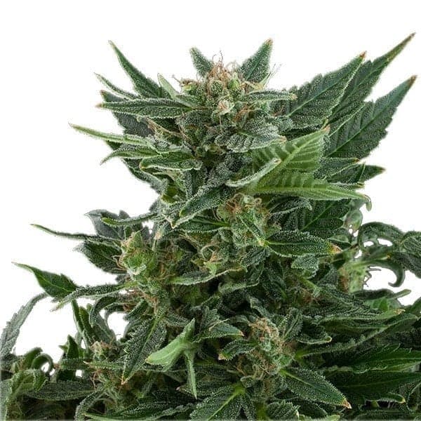 Chernobyl Seeds