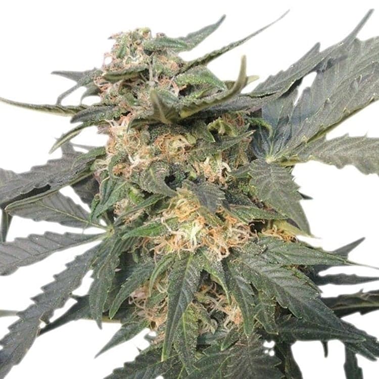 Critical Mass Auto Seeds