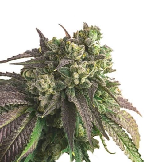 Critical Plus Seeds