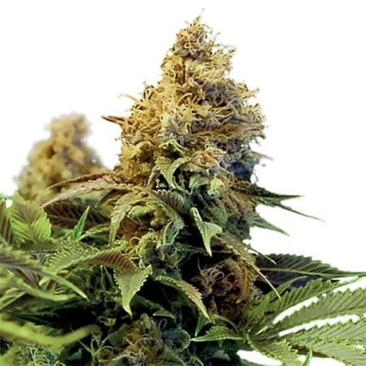 Crystal Coma Auto Seeds
