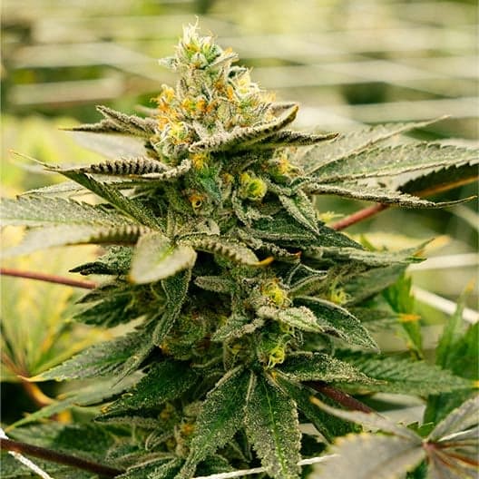 Death Star Auto Seeds