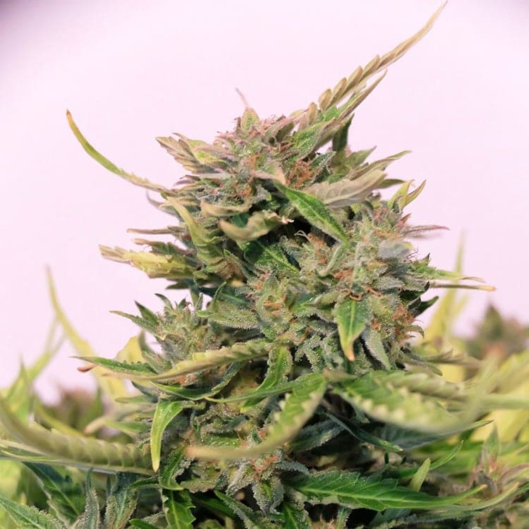 Double Dream Seeds