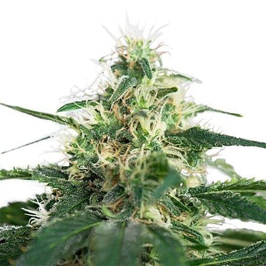 Dutch Dragon Seeds