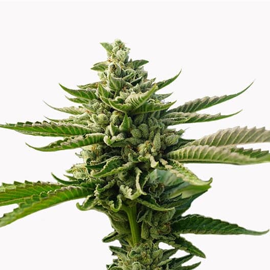 Early Girl Auto Seeds
