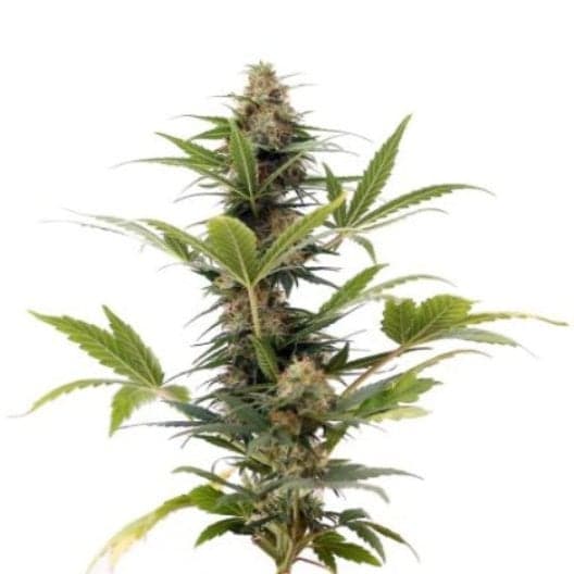 Elmer’s Glue Auto Seeds