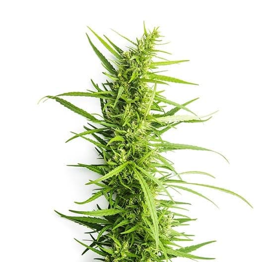 Eran Almog Seeds