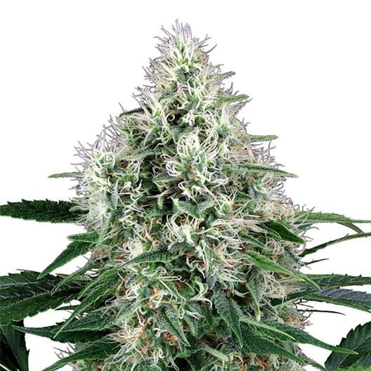 Extreme Cream Seeds