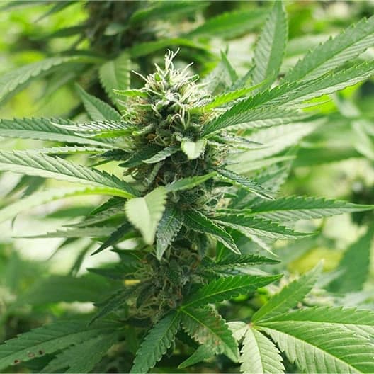 Faygo Red Pop Auto Seeds