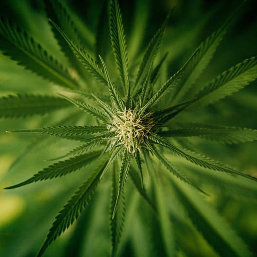Fruity Chronic Juice Seeds