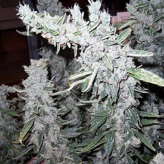 G13 Seeds