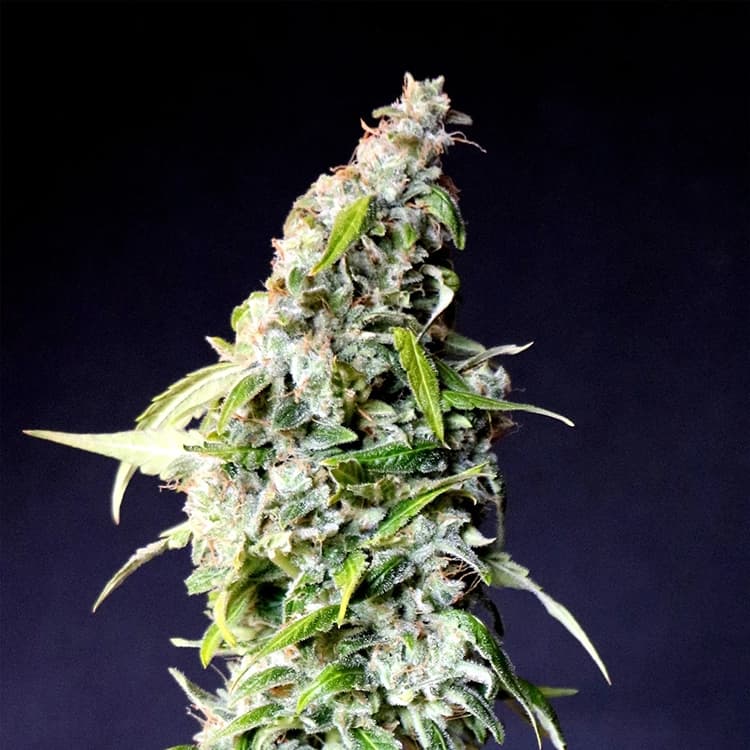 Gelato Seeds