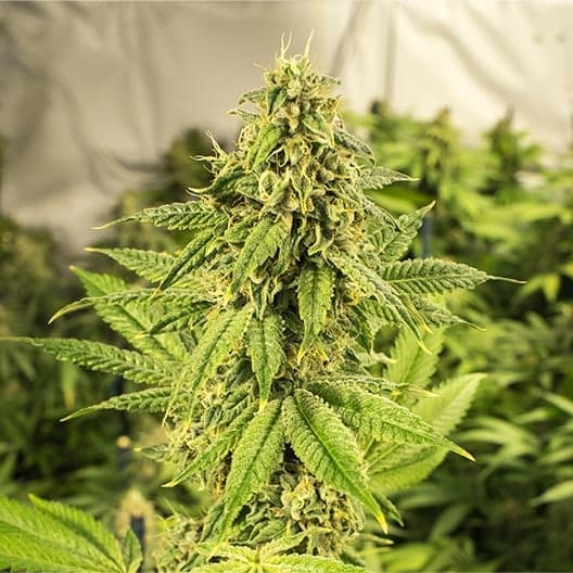 Gold Leaf Cannabis Seeds