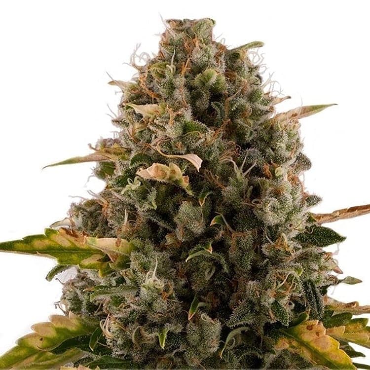 Granddaddy Purple Seeds