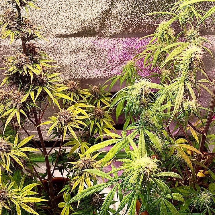 Grape God Seeds