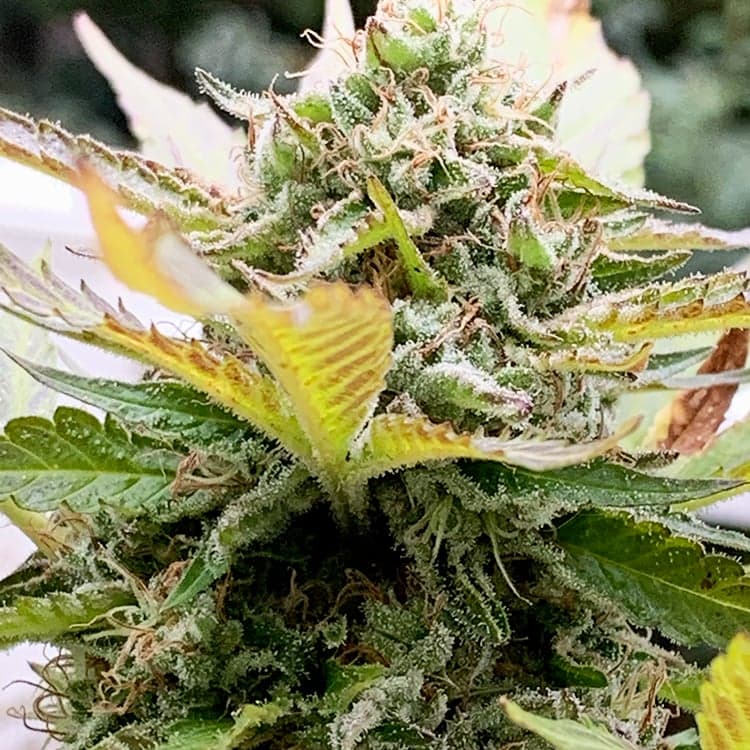 Green Goddess Auto Seeds