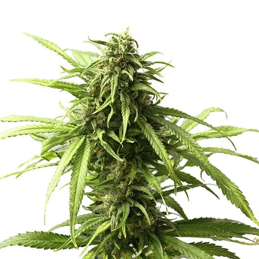 Hash Plant Seeds