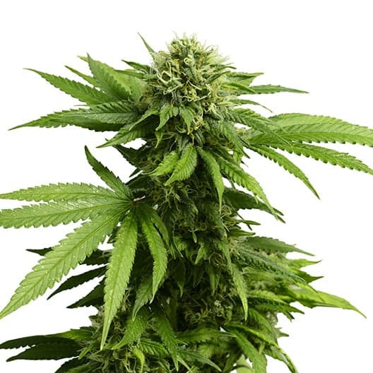 Hindu Skunk Seeds