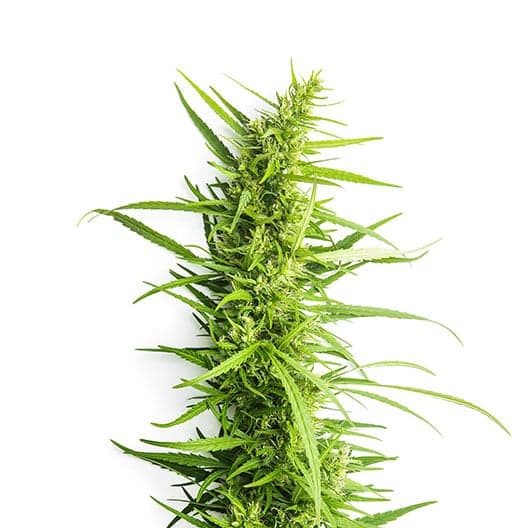 Incredible Bulk Auto Seeds