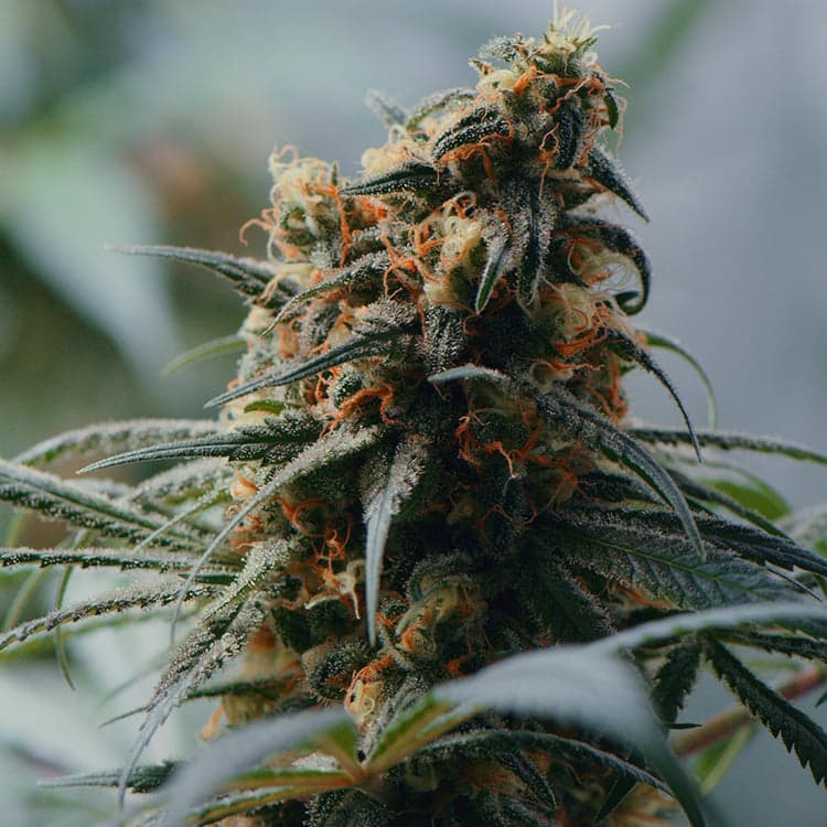 Kobain Kush Auto Seeds