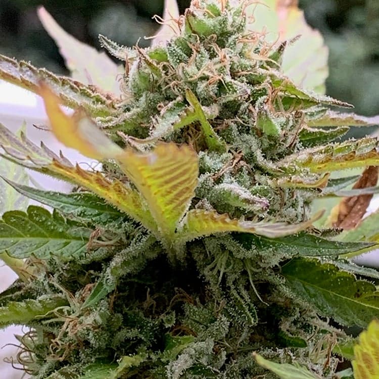 Lemon Haze Auto Seeds