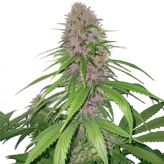 Magnum Auto Seeds