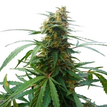Mandarin Auto Seeds