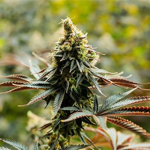 Mimosa Orange Punch Seeds