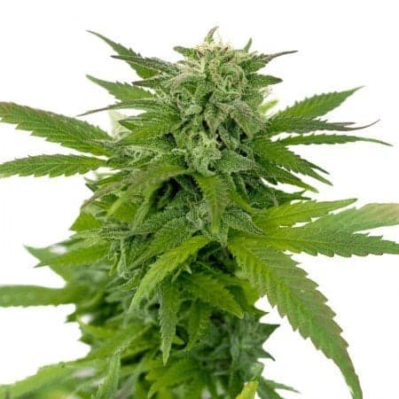 Moonshine Haze Seeds