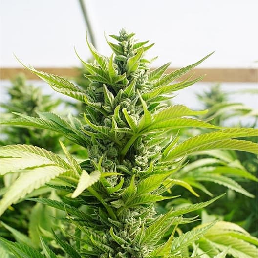 Neptune OG Auto Seeds