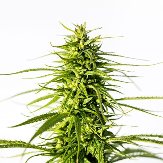 Platinum Bubba Kush Seeds