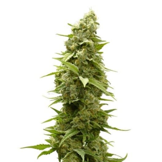 Pre-98 Bubba Kush Seeds