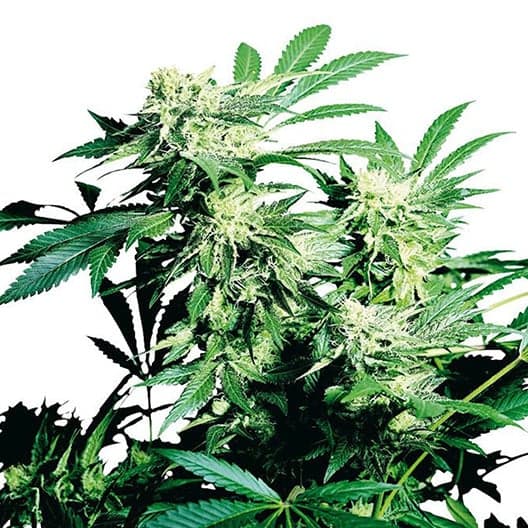 Punky Lion Seeds