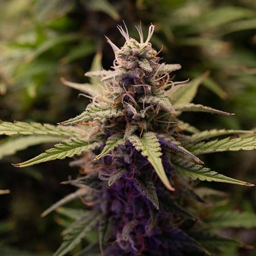Purple Elephant Seeds