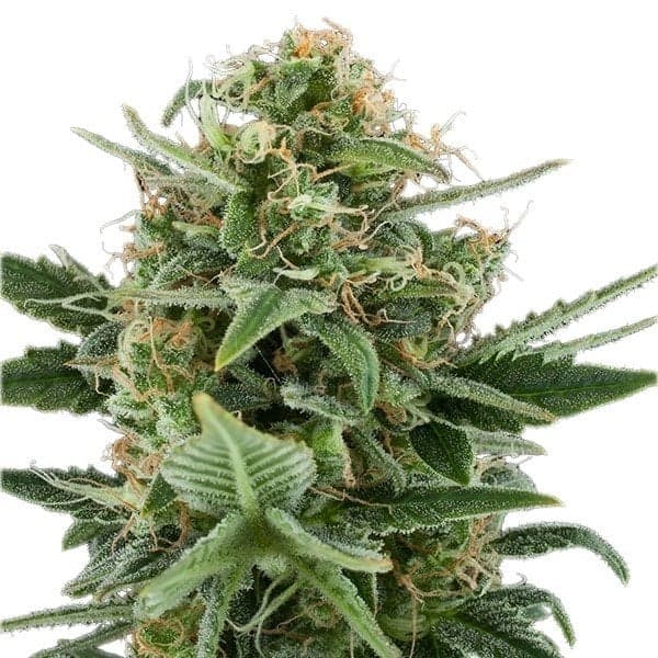 Purple Kush Auto Seeds