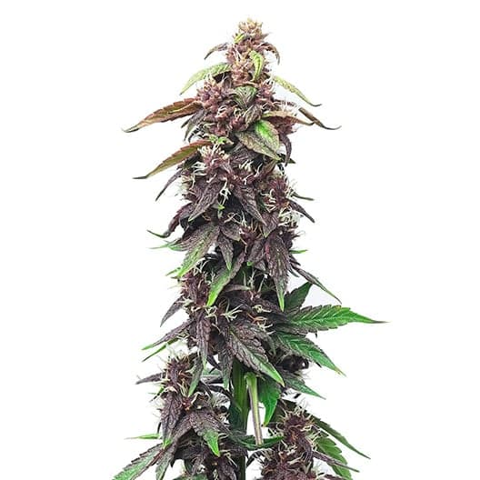Raspberry Kush Seeds