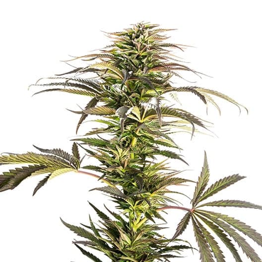 Ray Charles Seeds