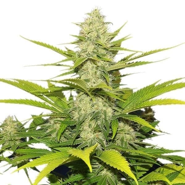 Skunk No. 1 Seeds