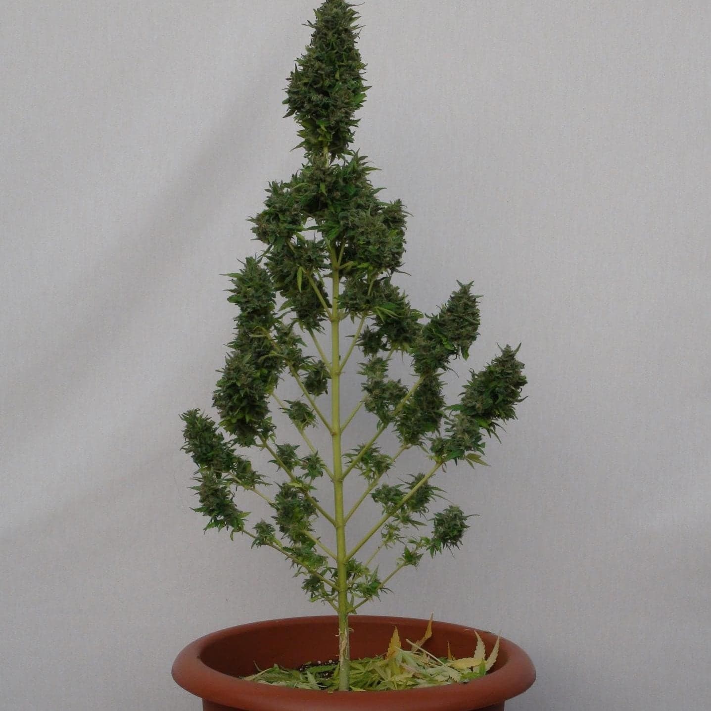 Snoop’s Dream Seeds